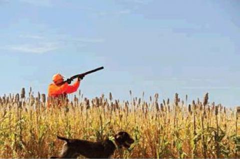 PHEASANT TALES FROM SOUTH DAKOTA